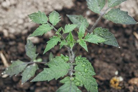 Close up of beautiful tomato leaf texture with water droplets on the leaf Stock Photos