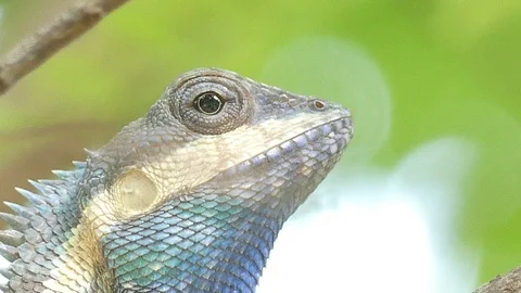 Close up Beautiful tree lizard 스톡 동영상 91174916