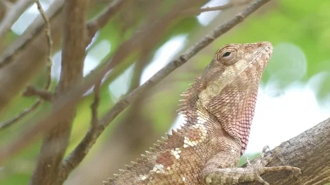 Close up Beautiful tree lizard Stock-Footage 92335395