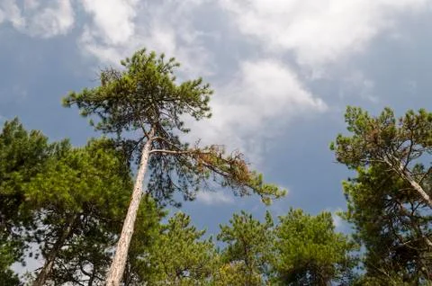 Close to the beautiful trees in the fields of Bulgaria Stock Photos