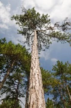 Close to the beautiful trees in the fields of Bulgaria Stock Photos