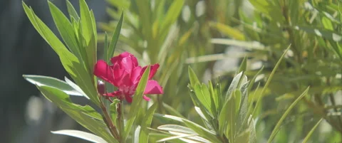Close-up of beautiful tropical Nerium anamorphic 4K video Stock Footage 313113293