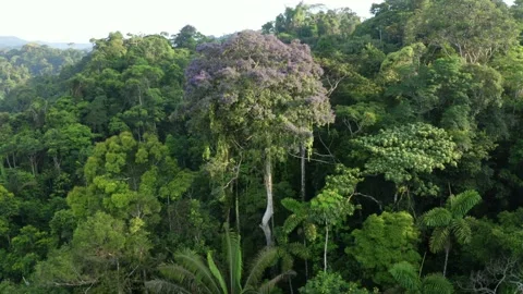 Close up of a beautiful tropical tree full of purple flowers in Amazon forest Stock Footage 165844641