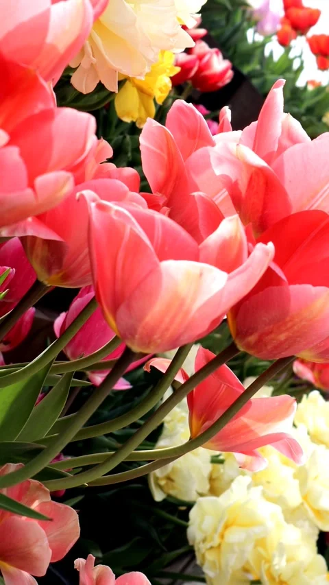 A close-up of a beautiful tulip Stock Footage 335089720