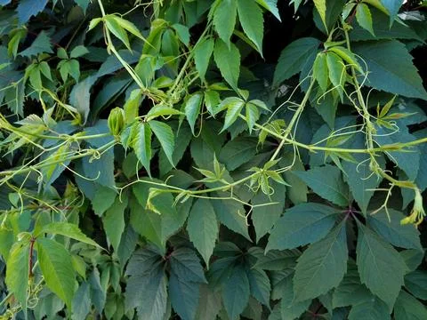 Close-up of beautiful, twisting branches with lush foliage Stock Photos