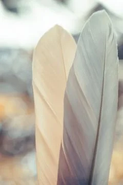 Close up Beautiful two Bird feather on a bokeh background.  Pattern backgroun Stock Photos