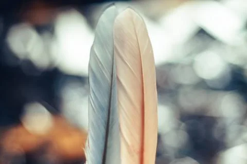 Close up Beautiful two Bird feather on a bokeh background.  Pattern backgroun Stock Photos