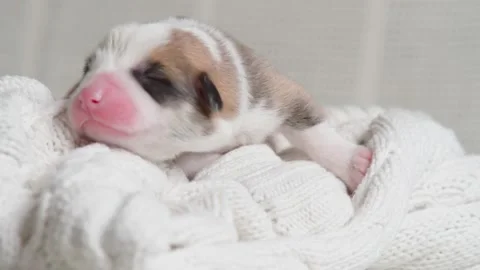 Close-up of beautiful two-month-old puppy of dog pembroke welsh corgi relaxing Stock Footage 236767712