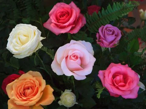 Close up beautiful variety color of blooming roses flower bouquet decorated w Stock-Fotos