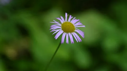 Close-up of a beautiful violet colored daisy like wildflower blowing in wind Stock Footage 136484498
