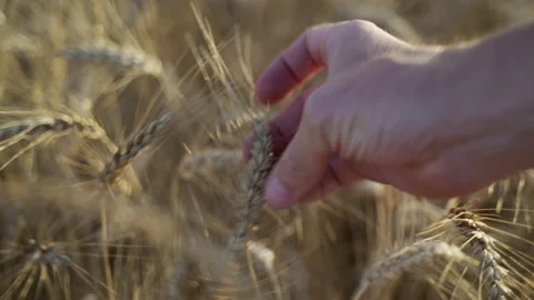 Close-up of beautiful wheat swaying in the wind. Man's hand touches the golden Stock Footage 157284237