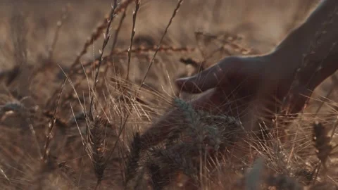 Close-up of beautiful wheat swaying in the wind. Man's hand touches the golden Stock Footage 157284371