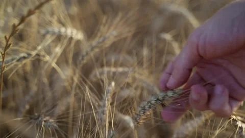 Close-up of beautiful wheat swaying in the wind. Man's hand touches the golden Stock Footage 158928471