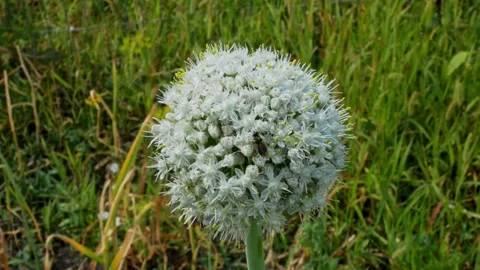 Close-up. Beautiful White Allium circular globe shaped flowers blow in the wind. Stock Footage 130347987