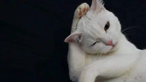 Close up of a beautiful white cat washing his paw and relaxing, Licking Itself Stock Footage