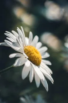 Close-up of a Beautiful White Daisy Stock Photos