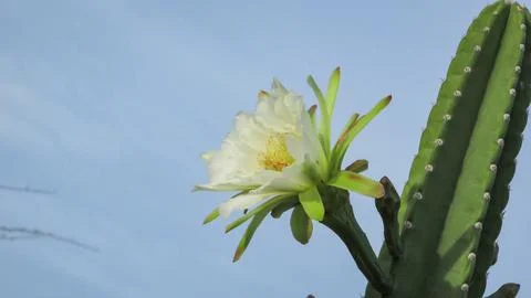 Close-up of a beautiful white flower blooming on a green Mandacaru cactus u.. Stock Photos