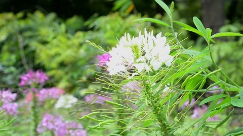 Close up beautiful white flower 스톡 동영상 98490368