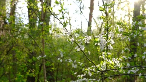 Close up of beautiful white flowers of fruit tree against blurred background on  Stock Footage 188755946
