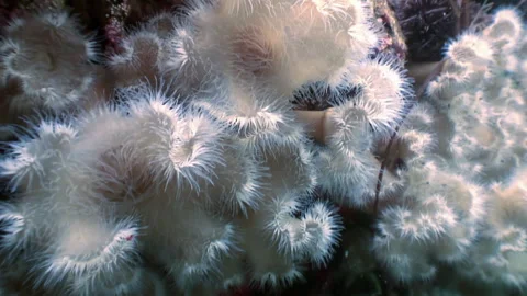 Close-up of beautiful white fluffy anemone in underwater nature. Stock Footage 246729213