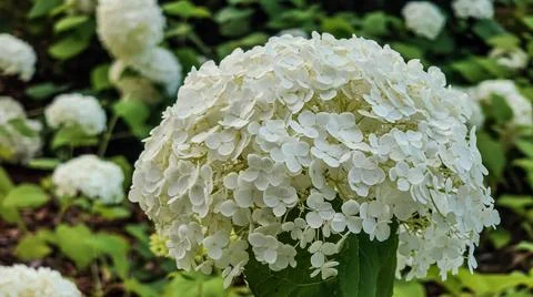 Close-up of a beautiful white hydrangea flower in full bloom Stock Photos