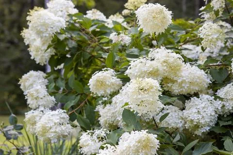 Close-up of a beautiful white hydrangea Hydrangea paniculata flower cluster. Stock Photos