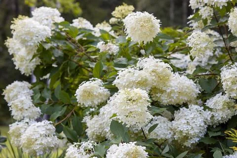 Close-up of a beautiful white hydrangea Hydrangea paniculata flower cluster. Stock Photos
