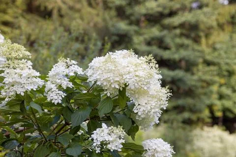 Close-up of a beautiful white hydrangea Hydrangea paniculata flower cluster. Stock Photos