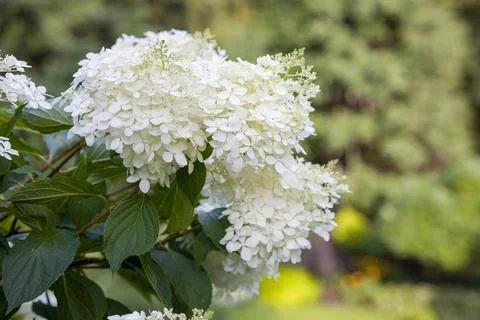 Close-up of a beautiful white hydrangea Hydrangea paniculata flower cluster. Foto stock