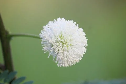 Close up of beautiful white Leucaena leucocephala flower  Stock Photos