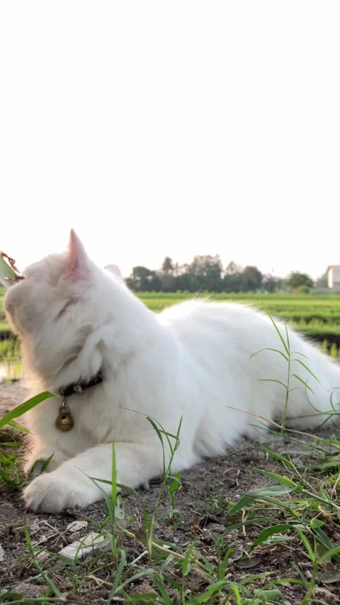 Close Up of a Beautiful White Odd-Eye Cat Looking Directly into the Camera Lens Vidéo 337473632
