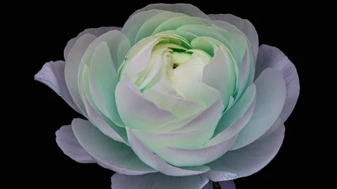 Close-up of beautiful white ranunculus changing color to blue. Stock Footage 172411429