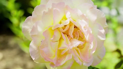 A close-up of a beautiful white rose with a slight tinge of pink. Stock Footage 250020309