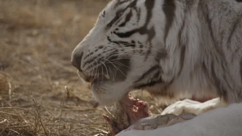 Close up beautiful white tiger eating prey Stock Footage 266383953