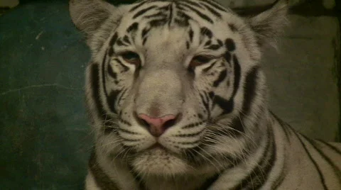 Close-up of a beautiful White Tiger Video stock 360830