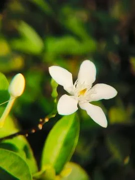 Close-up of beautiful white Wrightia flower. Also known as the White Angel .. Stock Photos