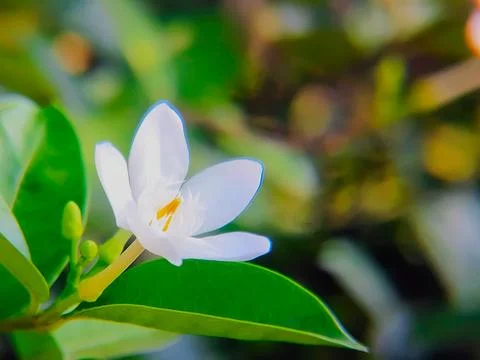 Close-up of beautiful white Wrightia flower. Also known as the White Angel .. Stock-Fotos