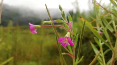Close-up of the beautiful Willowweed Stock Footage 168916207