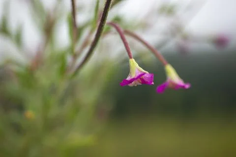 Close-up of the beautiful Willowweed Stock Photos