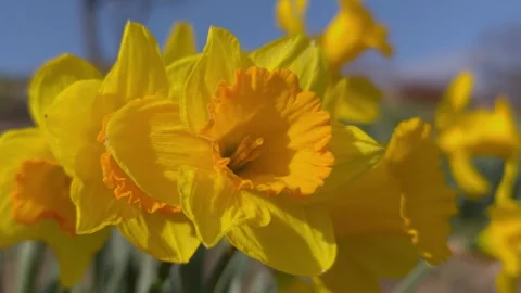 Close-Up of Beautiful Yellow Daffodil Flowers in Spring Stock Footage 334677876