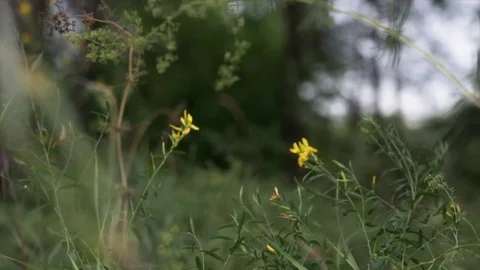 Close Up Beautiful Yellow Flower Grass Video stock 69753904