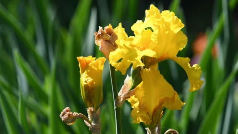 Close up of beautiful yellow flowering iris in a garden Stock Footage 240484950