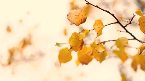 Close-up of beautiful yellow foliage on a tree branch develops in the wind on an Video stock 142541412