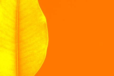 Close-up of beautiful yellow leaf. Stock Photos