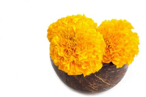 Close-up of Beautiful yellow marigold flowers in wooden bowl on white background Stock Photos