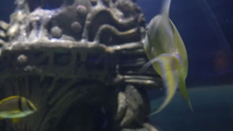 Close up of a beautiful yellow Queen Triggerfish Stock Footage 124285120