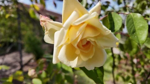 Close up of a beautiful yellow rose blooming in a garden Stock Footage 336798464