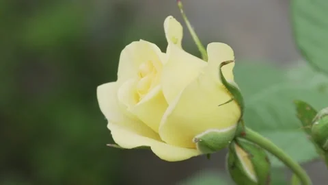 Close up of a beautiful yellow rose Video stock 131862460