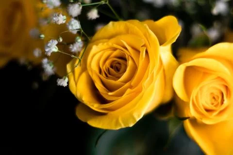 Close up of beautiful yellow rose for valentines day Stock Photos