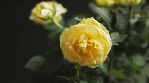 Close up of beautiful yellow roses on black background Stock Footage 98299533